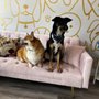 Photo of Lakeside Pet Spa