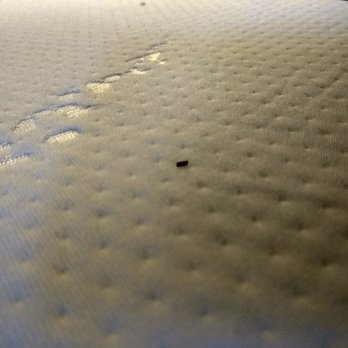 Robin Hood Village Resort - bug feces - Resorts Near Me - Union, Washington Robin Hood Village Resort - bug feces - Resorts Near Me - Union, Washington
