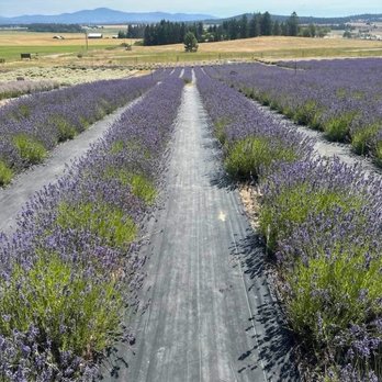Evening Light Lavender Farm - Lavender fields - Venues & Event Spaces Near Me - Deer Park, Washington