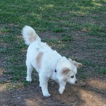 Puff & Fluff Grooming - Uptown - Pet Groomers Near Me - Phoenix, Arizona