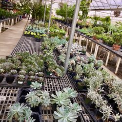 Weber's Nursery & Garden Center - Succulents