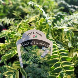 Homestead Gardens - Jacob's ladder.