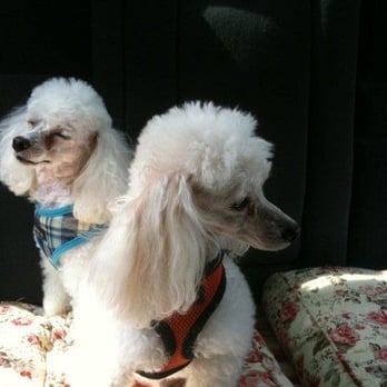 Affectionate Pet Grooming - Pet Groomers Near Me - Tamarac, Florida Affectionate Pet Grooming - Pet Groomers Near Me - Tamarac, Florida