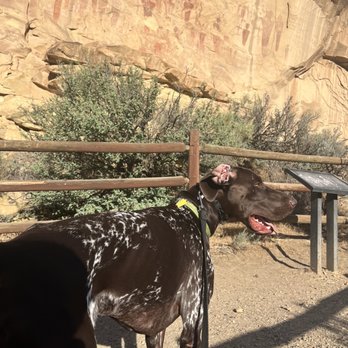 Found Chicago Boarding and Training Center - A Found-trained pup on the road in Utah - Pet Training Near Me - Chicago, Illinois Found Chicago Boarding and Training Center - A Found-trained pup on the road in Utah - Pet Training Near Me - Chicago, Illinois