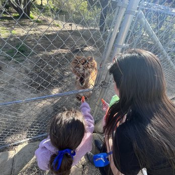 Canzelle Alpacas - Alpacas - Farms Near Me - Carpinteria, California Canzelle Alpacas - Alpacas - Farms Near Me - Carpinteria, California