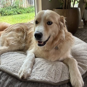 Popstar Paws - Relaxing after a walk with Popstar Paws. - Pet Transportation Near Me Popstar Paws - Relaxing after a walk with Popstar Paws. - Pet Transportation Near Me