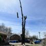 Photo of Gdb Professional Tree Services