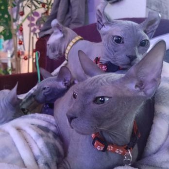 Purple Cat Cafe - Cafes Near Me - Glasgow, GLG Purple Cat Cafe - Cafes Near Me - Glasgow, GLG