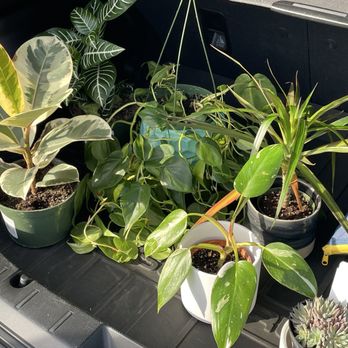 The Standard Design Group Nurseries - Indoor plants & pots - Nurseries & Gardening Near Me - Upland, California The Standard Design Group Nurseries - Indoor plants & pots - Nurseries & Gardening Near Me - Upland, California