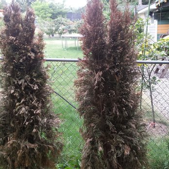 Landscaper Ben - A photo is worth 1000 words, or 1,200+ dollars down the drain. - Landscaping Near Me - Bellingham, Washington