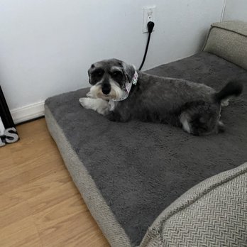 The Dandy Dog - Lola clean cut - Pet Groomers Near Me - Chula Vista, California