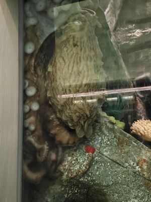 Belle Isle Aquarium by null