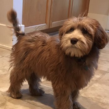 Hales Australian Labradoodles - Pet Stores Near Me - Bakersfield, California