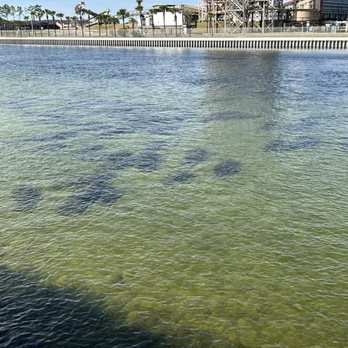 Manatee Viewing Center - Manatees - Zoos Near Me - Apollo Beach, Florida