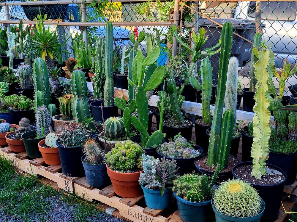 PAMPERED POOCH Updated August 2024 58 Photos & 11 Reviews Kihei