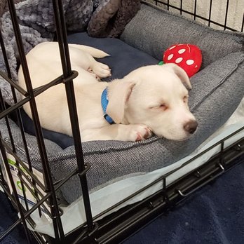 Dogs Without Borders - Community Service/Non-Profit Near Me