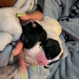 2 of the puppies that look just like dad (Arlo) ! 2 of the puppies that look just like dad (Arlo) !