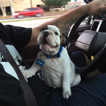 Mr. Bulldog - My little bundle of joy! Adopted from Mr.Bulldog. Great experience and staff. Highly recommended - Pet Groomers Near Me - Pico Rivera, California Mr. Bulldog - My little bundle of joy! Adopted from Mr.Bulldog. Great experience and staff. Highly recommended - Pet Groomers Near Me - Pico Rivera, California