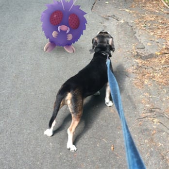 C&C Pet Services - Client's dog Andy capturing a Pokemon - Dog Walkers Near Me - Philadelphia, Virginia C&C Pet Services - Client's dog Andy capturing a Pokemon - Dog Walkers Near Me - Philadelphia, Virginia