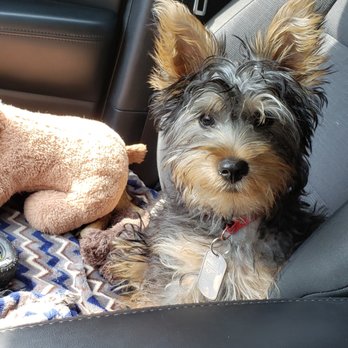 PetSmart - BEFORE - Pet Stores Near Me - South Elgin, Illinois