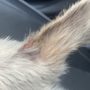 Photo of Mt Comfort Animal Hospital