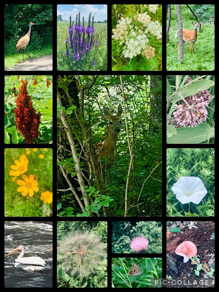 Sibley State Park Logo