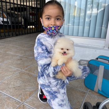 Pomeranian Puppies Miami - Pet Breeders Near Me Pomeranian Puppies Miami - Pet Breeders Near Me