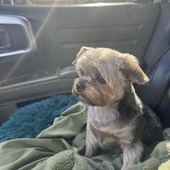 Lucky Dog Salon - Hunny the Yorkie - Pet Groomers Near Me - Nampa, Idaho Lucky Dog Salon - Hunny the Yorkie - Pet Groomers Near Me - Nampa, Idaho
