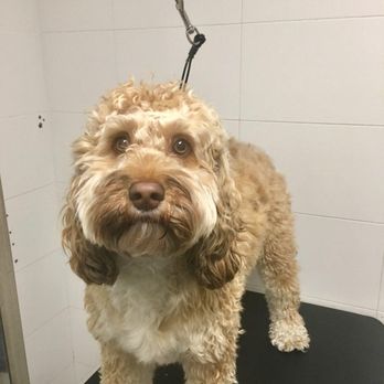 Groomit for Pets - Before - Pet Groomers Near Me Groomit for Pets - Before - Pet Groomers Near Me