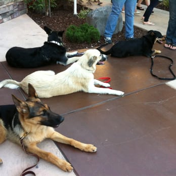 Paws In Progress - Good dogs hold their downs. - Pet Training Near Me - Elverta, California Paws In Progress - Good dogs hold their downs. - Pet Training Near Me - Elverta, California