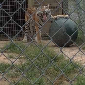 Tiger World - Zoos Near Me - Rockwell, North Carolina