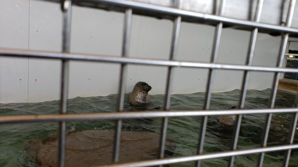 Seaside Aquarium by null