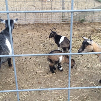 Kroll's Fall Harvest Farm - baby goat! - Pumpkin Patches Near Me - Waukegan, Illinois Kroll's Fall Harvest Farm - baby goat! - Pumpkin Patches Near Me - Waukegan, Illinois