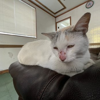 Caribe Muffler Shop - Shop mascot. Such a sweetie. - Auto Repair Near Me - Miami, Florida Caribe Muffler Shop - Shop mascot. Such a sweetie. - Auto Repair Near Me - Miami, Florida