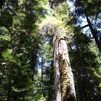 Silver Falls - Hiking Near Me - Randle, Washington