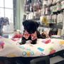 Photo of Brooklyn Pets