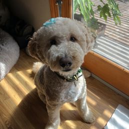 Katsu and her fresh cut from Lexi
