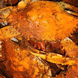 The Crab Place - Steamed blue crabs