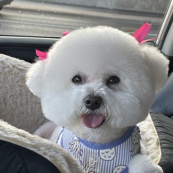 Citydog! Club - This is not an easy breed to groom - Pet Sitting Near Me - Addison, Texas