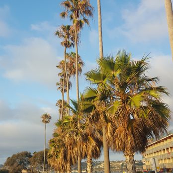 La Jolla Cove - Lines of palm trees - Parks Near Me - La Jolla, California La Jolla Cove - Lines of palm trees - Parks Near Me - La Jolla, California