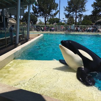 Dine With Orcas - Buffets Near Me - San Diego, California Dine With Orcas - Buffets Near Me - San Diego, California