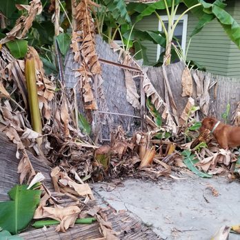 Jesus Higuera Tree Service - Before removal - Tree Services Near Me Jesus Higuera Tree Service - Before removal - Tree Services Near Me