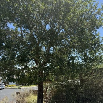Tree Wise - Live oak tree - Tree Services Near Me - Danville, California Tree Wise - Live oak tree - Tree Services Near Me - Danville, California