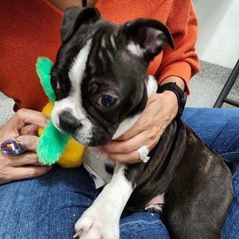 Animal Kingdom - Boston Terrier - Pet Stores Near Me - Tucson, Arizona