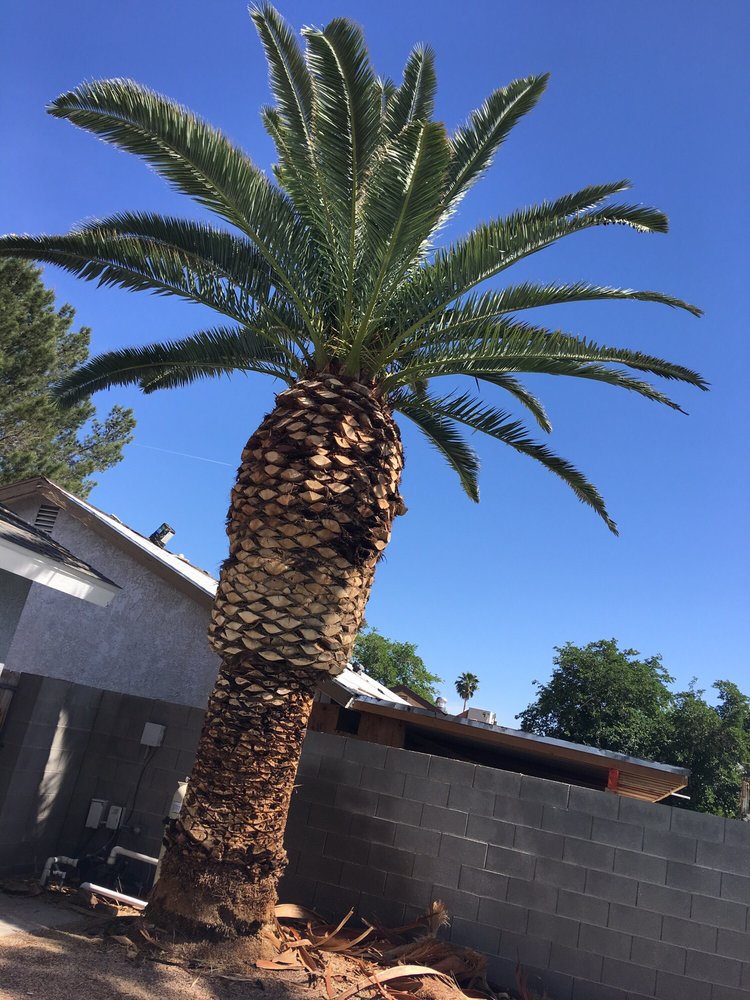 Treepro - tree service in Las Vegas, NV