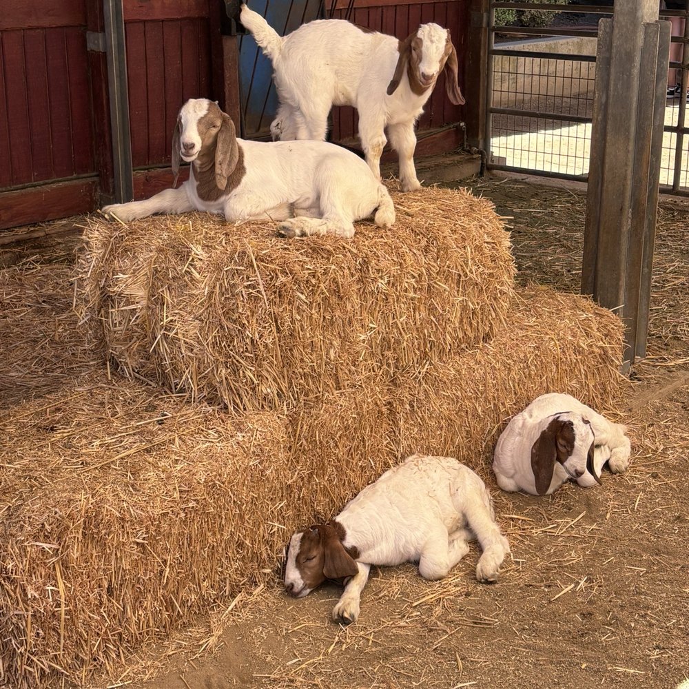 Centennial Farm - Venues & Event Spaces Near Me - Costa Mesa, California Centennial Farm - Venues & Event Spaces Near Me - Costa Mesa, California