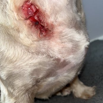 Angel's Touch Grooming - Pet Groomers Near Me