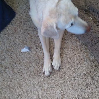 A Masterson Veterinary Clinic - Casey 14 yrs a lifelong patient of Masterson's. - Veterinarians Near Me - Somerset, Ohio A Masterson Veterinary Clinic - Casey 14 yrs a lifelong patient of Masterson's. - Veterinarians Near Me - Somerset, Ohio