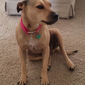 Fallon Veterinary Clinic - Sierra my dog! - Veterinarians Near Me - Fallon, Nevada Fallon Veterinary Clinic - Sierra my dog! - Veterinarians Near Me - Fallon, Nevada