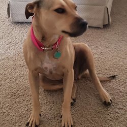 Fallon Veterinary Clinic - Sierra my dog!